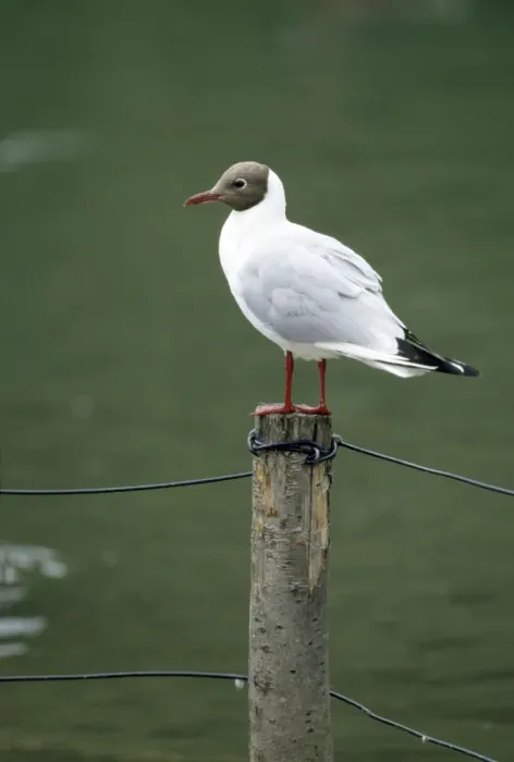 Framed Print : Black-headed Gull Framed Print : Black-headed Gull