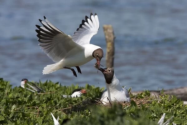 Black-headed gull - One adult gull passing nesting material back to mate on nest, Dorset, England, UK