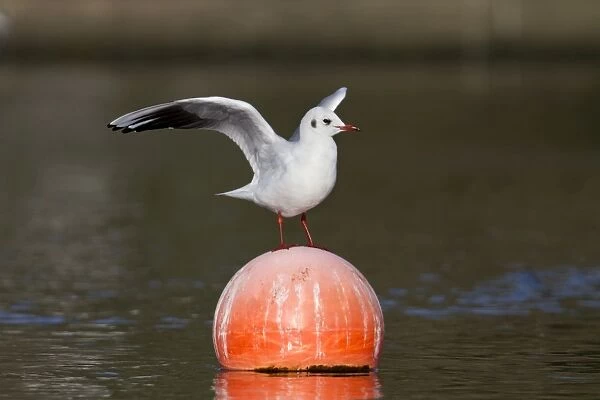 Black Headed Gull - on buoy - winter - Cornwall - UK