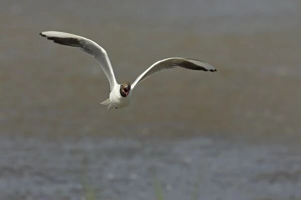 Black Headed Gull - Calling in flight Larus ridibundus Minsmere RSPB Reserve Suffolk, UK BI011651