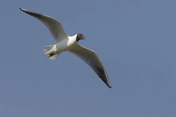 Black Headed Gull - Calling in flight Larus ridibundus Minsmere RSPB Reserve Suffolk, UK BI011655