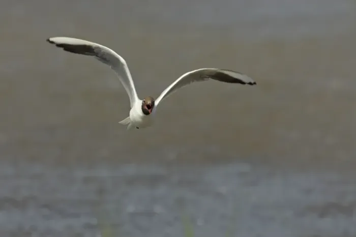 Framed Print : Black Headed Gull - Calling in flight Larus ridibundus Minsmere RSPB Reserve Suffolk, UK BI011651 Framed Print : Black Headed Gull - Calling in flight Larus ridibundus Minsmere RSPB Reserve Suffolk, UK BI011651