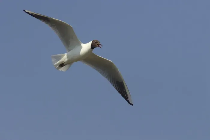 Framed Print : Black Headed Gull - Calling in flight Larus ridibundus Minsmere RSPB Reserve Suffolk, UK BI011655