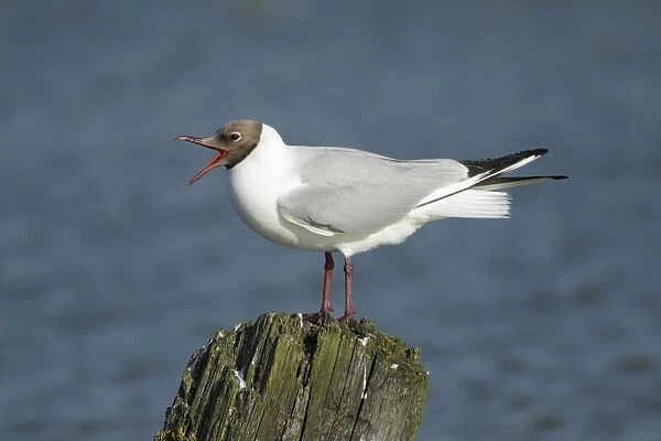 Black- headed Gull - calling from post in sea, Island of Texel, Holland