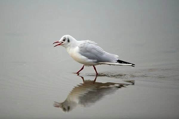 Black-headed Gull - calling and walking across mudflats at low tide, Lindisfarne National Nature Reserve, autumn, England
