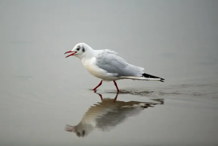 Framed Print : Black-headed Gull - calling and walking across mudflats at low tide, Lindisfarne National Nature Reserve, autumn, England Framed Print : Black-headed Gull - calling and walking across mudflats at low tide, Lindisfarne National Nature Reserve, autumn, England