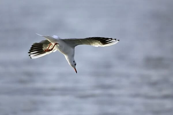 Black-headed Gull - diving into sea after food, Lindisfarne National Nature Reserve, autumn, England