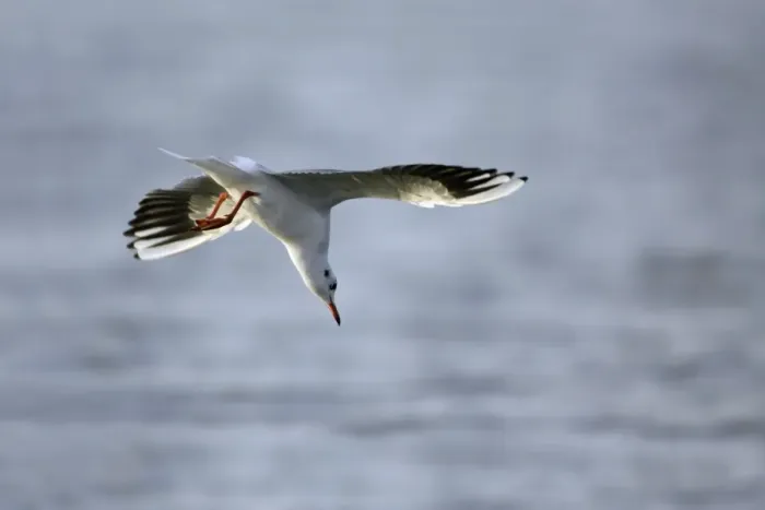 Framed Print : Black-headed Gull - diving into sea after food, Lindisfarne National Nature Reserve, autumn, England Framed Print : Black-headed Gull - diving into sea after food, Lindisfarne National Nature Reserve, autumn, England