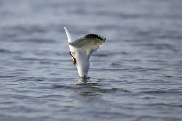 Framed Print : Black-headed Gull - diving into sea after food, Lindisfarne National Nature Reserve, autumn, England Framed Print : Black-headed Gull - diving into sea after food, Lindisfarne National Nature Reserve, autumn, England