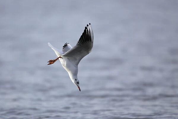 Black-headed Gull - diving into sea after food, Lindisfarne National Nature Reserve, autumn, England