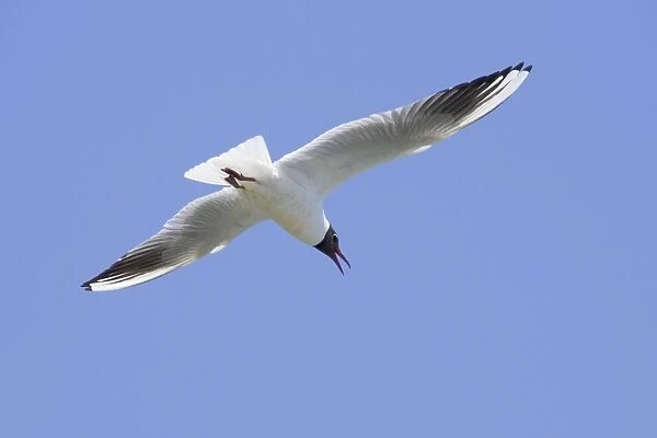Black-headed Gull - in flight - Camargue - France