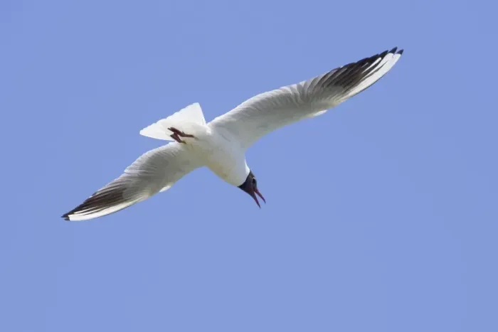 Framed Print : Black-headed Gull - in flight - Camargue - France Framed Print : Black-headed Gull - in flight - Camargue - France