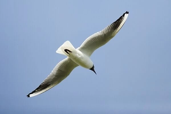 Black- headed Gull - in flight, Island of Texel, Holland