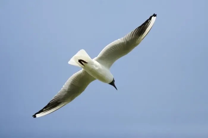 Framed Print : Black- headed Gull - in flight, Island of Texel, Holland Framed Print : Black- headed Gull - in flight, Island of Texel, Holland
