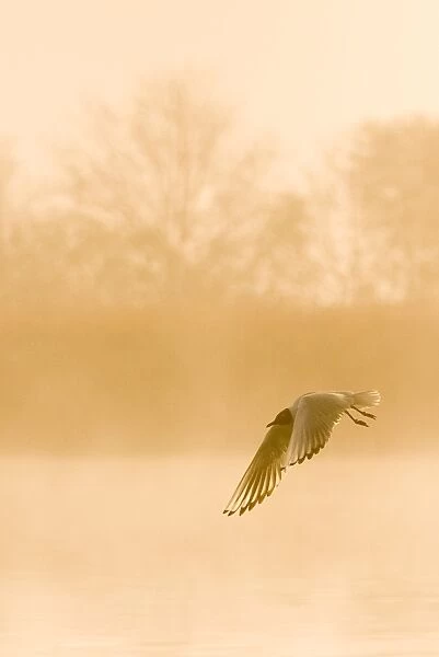 Black-headed Gull - in flight at misty sunrise - Hickling Broad - Norfolk - England