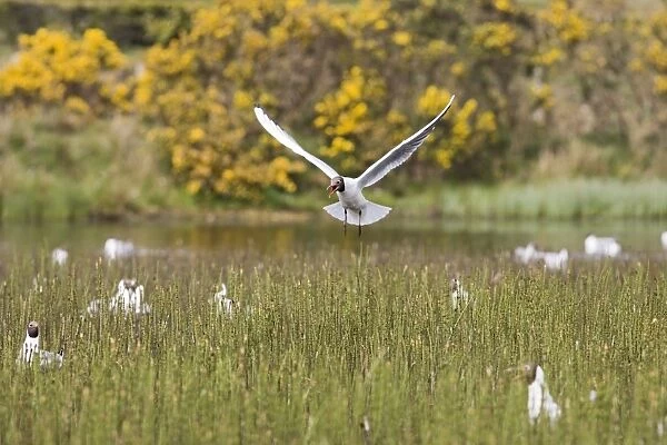 Black headed gull – in flight – over nesting colony West Wales UK 004382