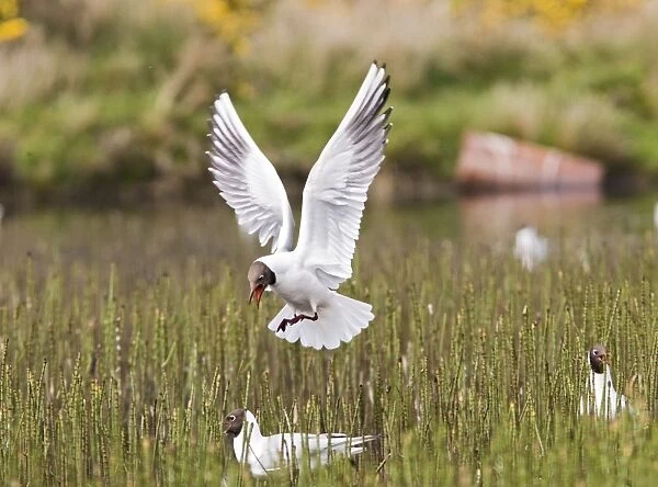 Black headed gull – in flight – over nesting colony West Wales UK 004394