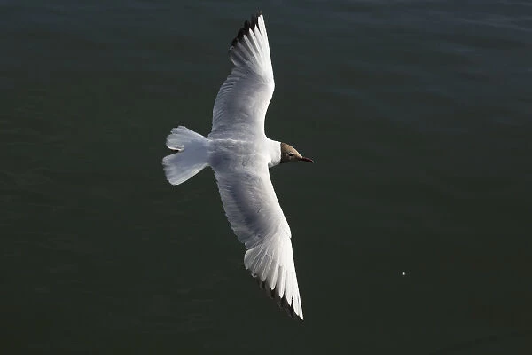 Black-headed Gull - In flight - off the coast of