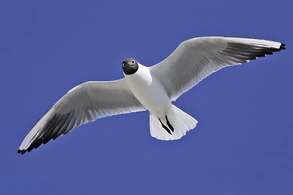 Black-headed Gull - in flight - Saintes Maries de la Mer - Bouches du Rhone - France