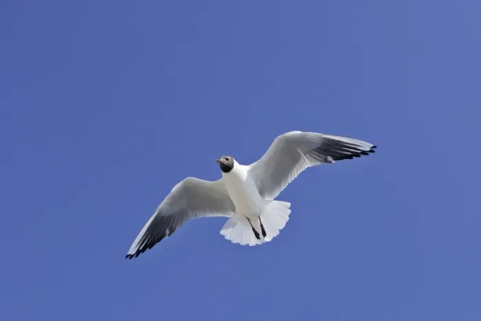 Framed Print : Black-headed Gull - in flight - Saintes Maries de la Mer - Bouches du Rhone - France Framed Print : Black-headed Gull - in flight - Saintes Maries de la Mer - Bouches du Rhone - France