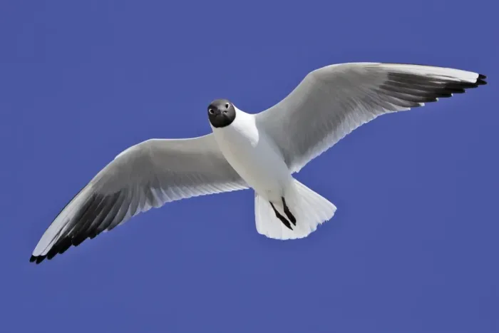 Framed Print : Black-headed Gull - in flight - Saintes Maries de la Mer - Bouches du Rhone - France Framed Print : Black-headed Gull - in flight - Saintes Maries de la Mer - Bouches du Rhone - France