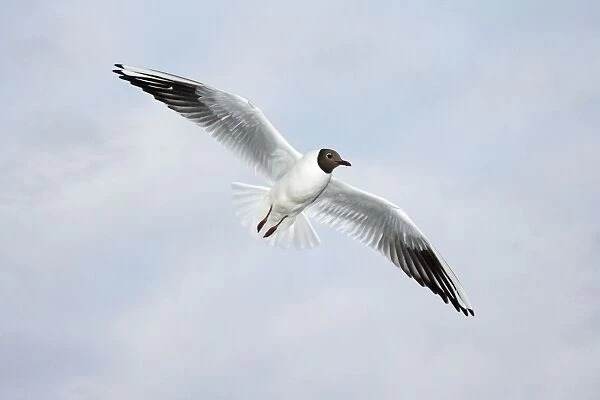 Black-headed Gull - in flight, Texel, Holland