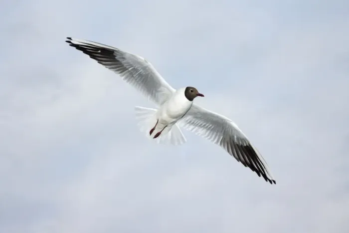 Framed Print : Black-headed Gull - in flight, Texel, Holland Framed Print : Black-headed Gull - in flight, Texel, Holland