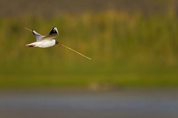Black Headed Gull - in flight - Texel - Netherlands