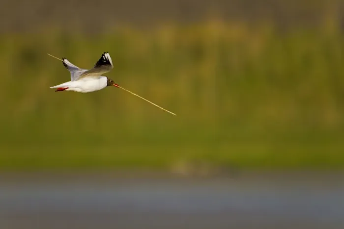 Framed Print : Black Headed Gull - in flight - Texel - Netherlands Framed Print : Black Headed Gull - in flight - Texel - Netherlands
