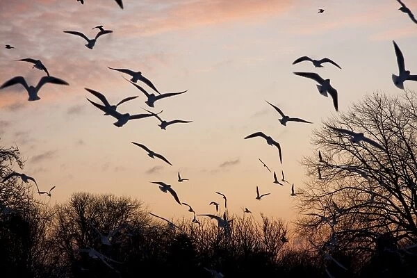 Black-headed Gull - flock of black headed gulls in flight at sundown. England, UK