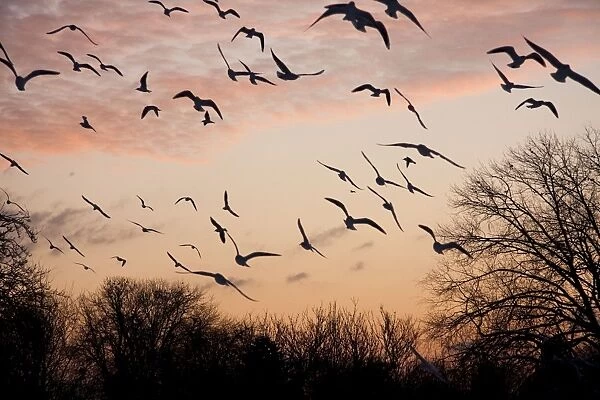 Black-headed Gull - flock of black headed gulls in flight at sundown - England, UK