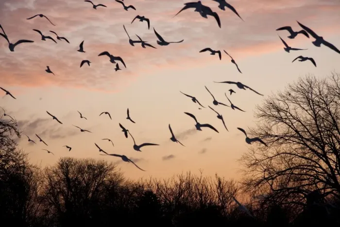 Framed Print : Black-headed Gull - flock of black headed gulls in flight at sundown - England, UK Framed Print : Black-headed Gull - flock of black headed gulls in flight at sundown - England, UK