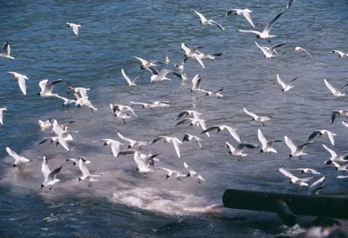 Framed Print : Black-headed Gull - flock feeding from waste water from fish processing plant Framed Print : Black-headed Gull - flock feeding from waste water from fish processing plant
