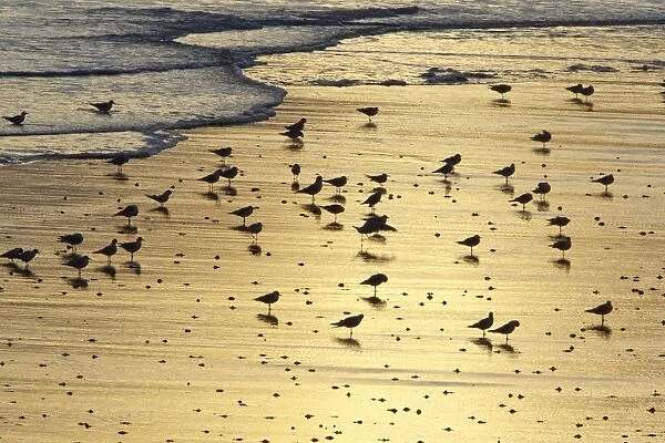 Black-headed Gull - flock resting on shoreline at dawn - Northumberland National Park - England