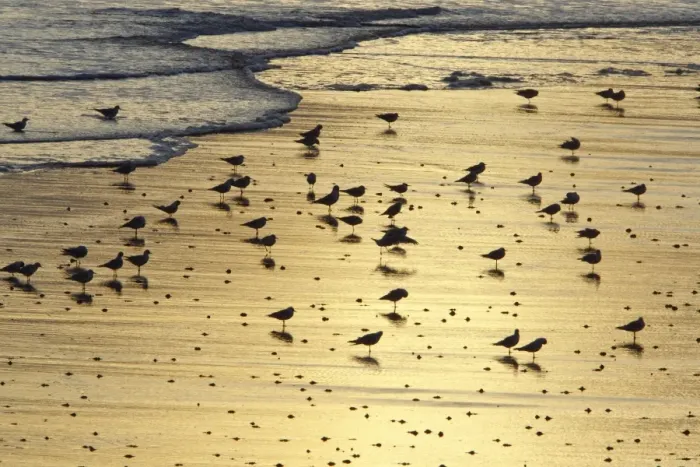 Framed Print : Black-headed Gull - flock resting on shoreline at dawn - Northumberland National Park - England