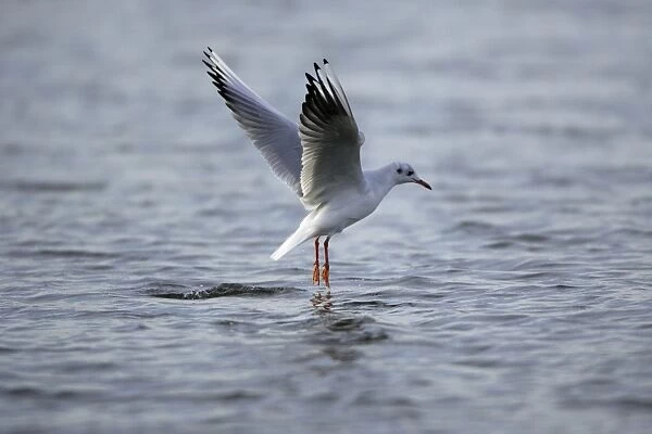 Black-headed Gull - hovering over sea searching for food, Lindisfarne National Nature Reserve, autumn, England