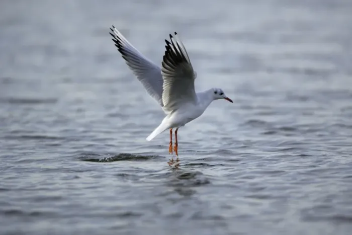 Framed Print : Black-headed Gull - hovering over sea searching for food, Lindisfarne National Nature Reserve, autumn, England Framed Print : Black-headed Gull - hovering over sea searching for food, Lindisfarne National Nature Reserve, autumn, England