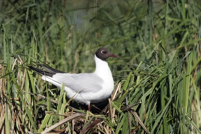 Framed Print : Black-headed Gull - Hungary Framed Print : Black-headed Gull - Hungary