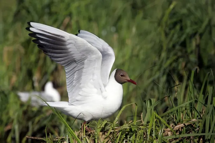 Framed Print : Black-headed Gull - Hungary Framed Print : Black-headed Gull - Hungary
