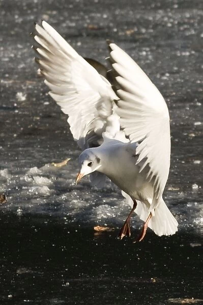 Black Headed Gull landing on frozen lake - UK
