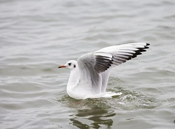 Black headed gull – lands on water – side view – winter Bedfordshire UK 003409