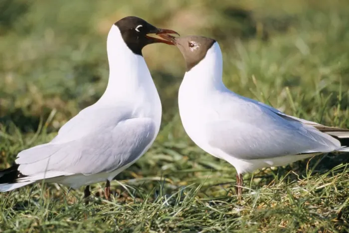 Framed Print : Black-headed gull - Male feeding female in courtship behaviour Framed Print : Black-headed gull - Male feeding female in courtship behaviour