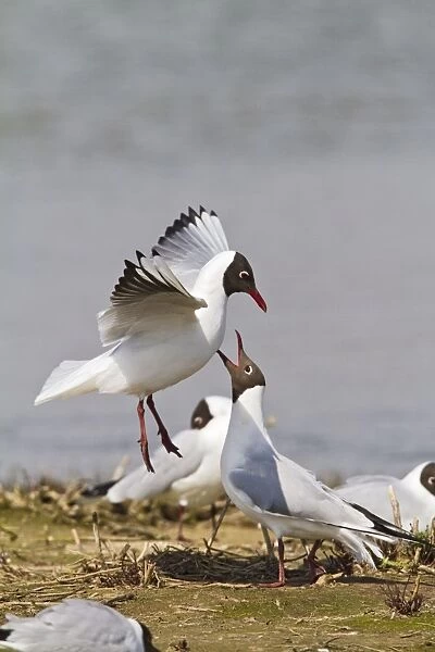 Black Headed Gull - pair in courtship - Norfolk UK 9733
