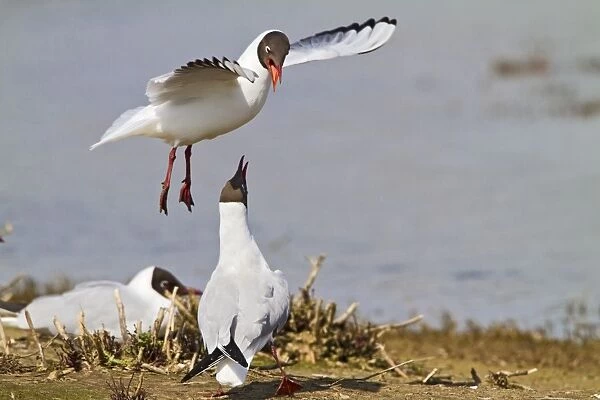 Black Headed Gull - pair in courtship - Norfolk UK 9717