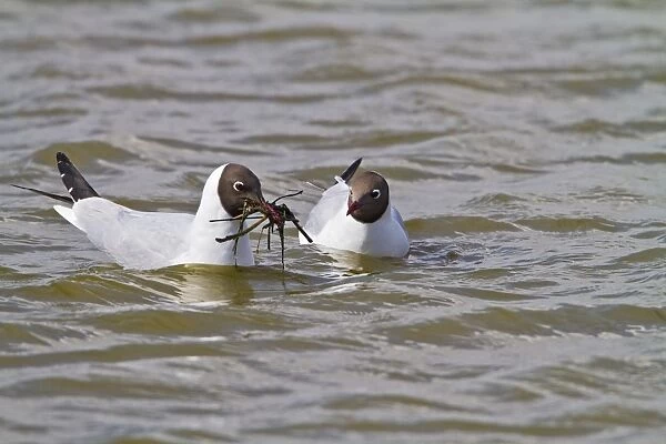 Black Headed Gull - pair in courtship - Norfolk UK 9687