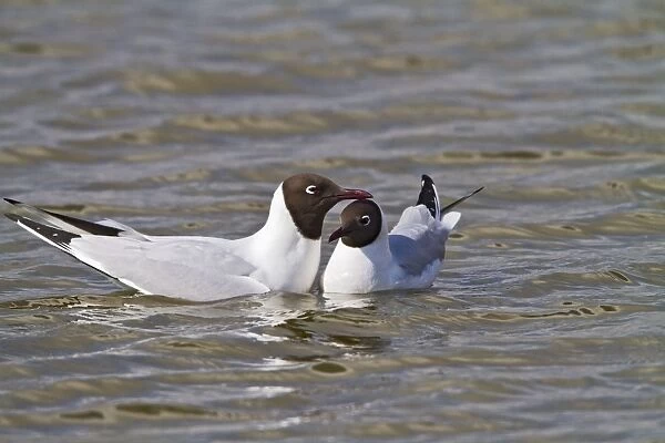Black Headed Gull - pair in courtship - Norfolk UK 9667