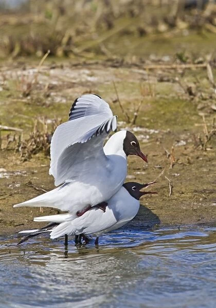 Black Headed Gull - pair mating - Norfolk UK 9702