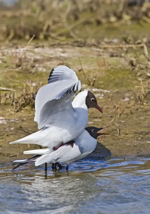 Framed Print : Black Headed Gull - pair mating - Norfolk UK 9702 Framed Print : Black Headed Gull - pair mating - Norfolk UK 9702