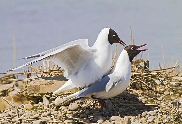 Black Headed Gull - pair mating - Norfolk UK 9749