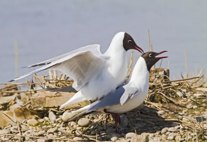Framed Print : Black Headed Gull - pair mating - Norfolk UK 9749 Framed Print : Black Headed Gull - pair mating - Norfolk UK 9749